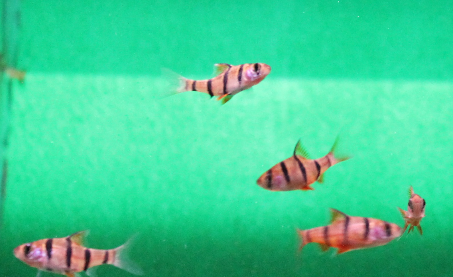 Five-striped barbs