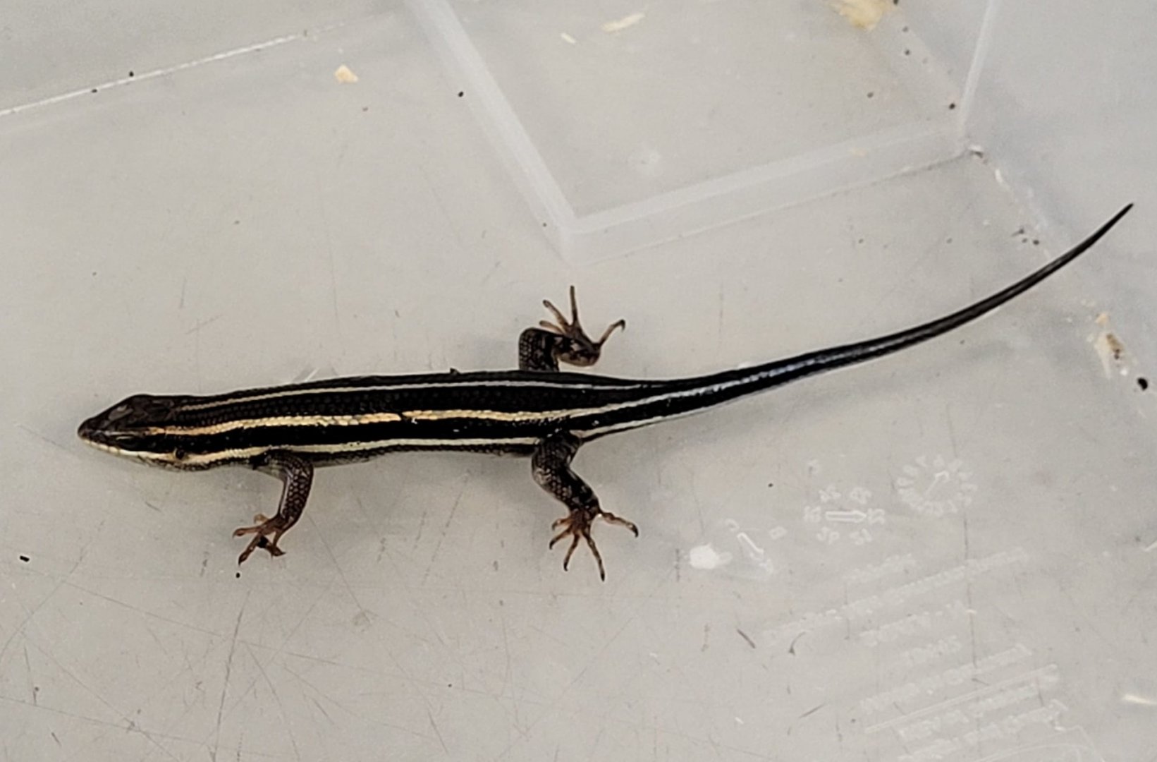 Five-striped forest skink - Trachylepis quinquetaeniatus - Female