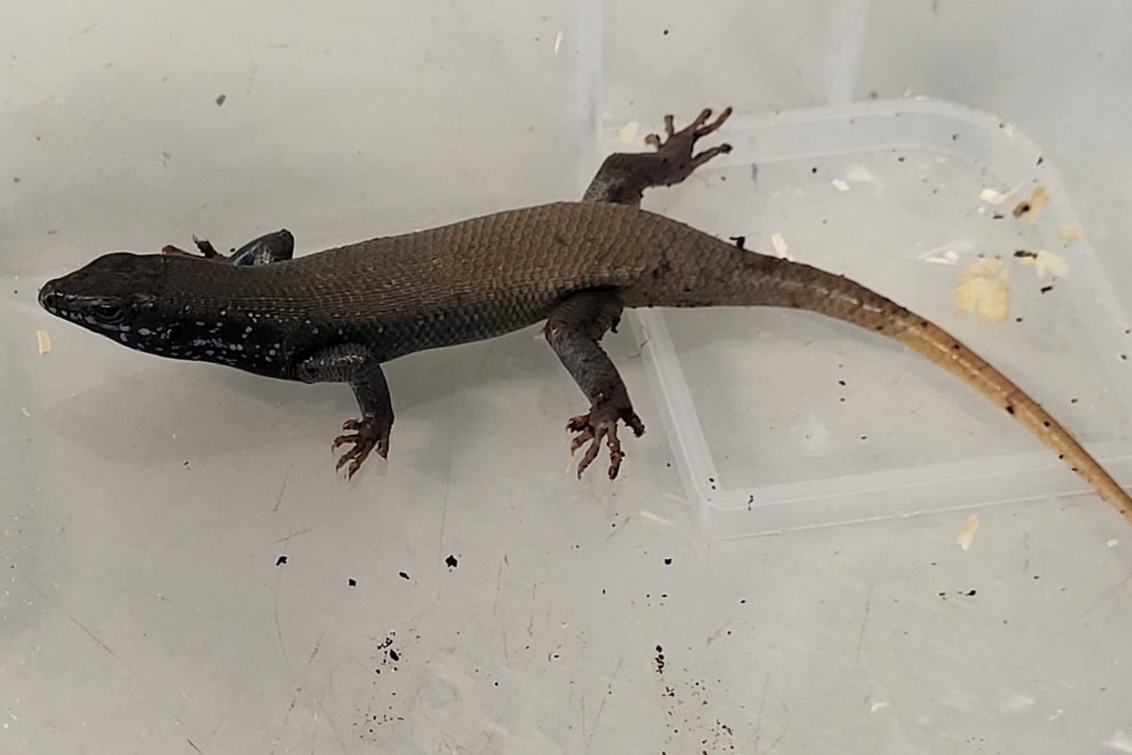 Five-striped forest skink - Trachylepis quinquetaeniatus - Male