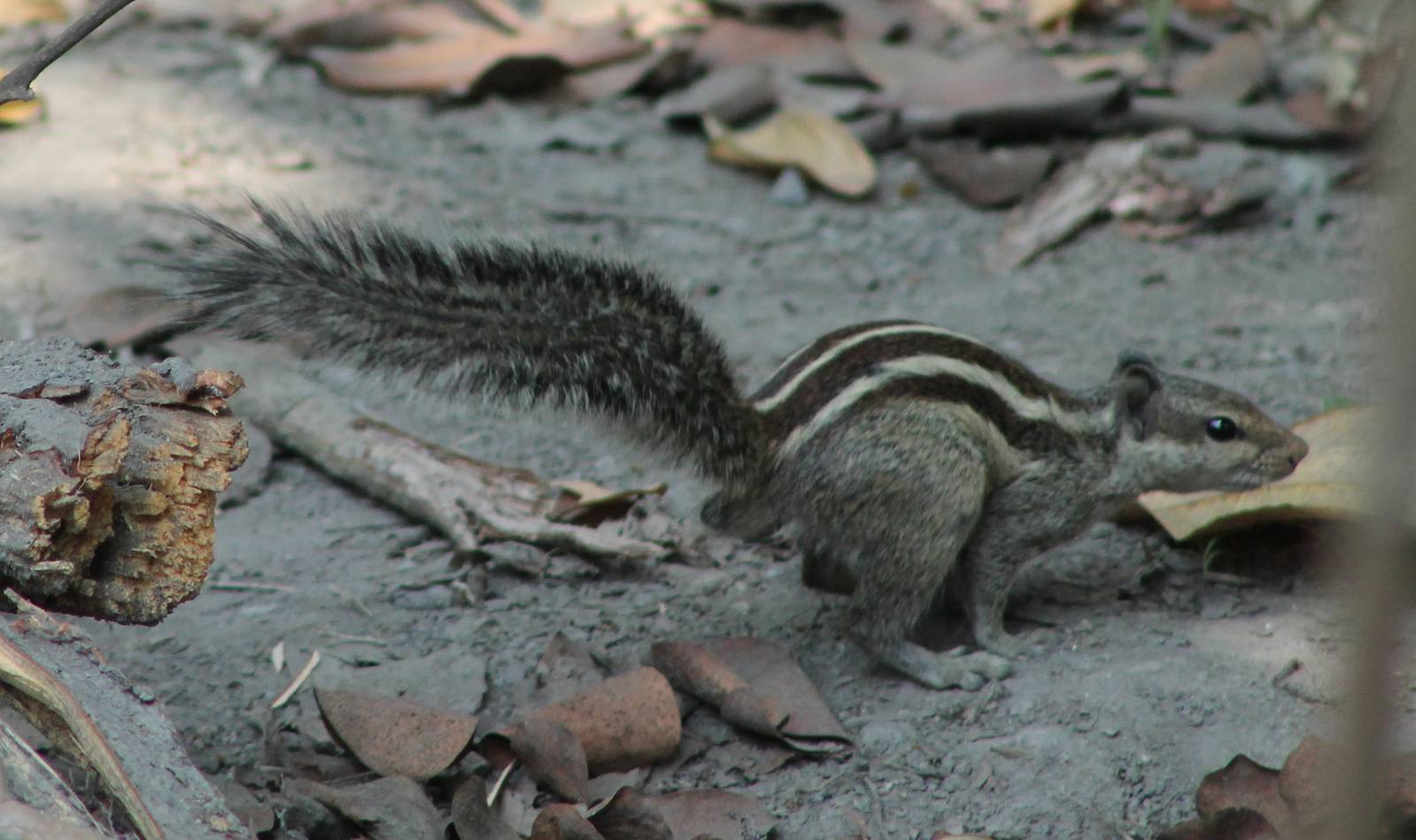 five-striped palm squirrel (Funambulus pennantii)