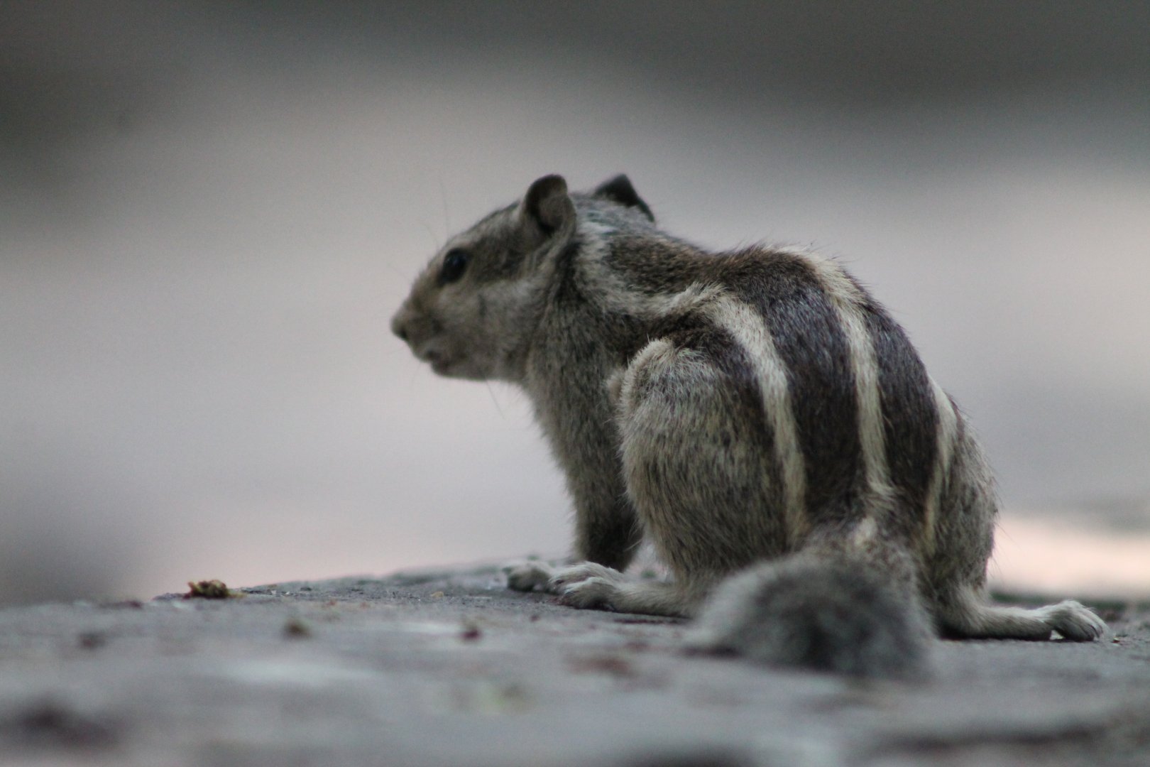 Five-striped Palm Squirrel (Funambulus pennantii)