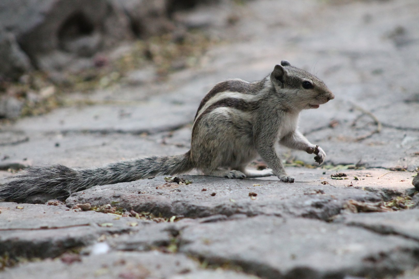 Five-striped Palm Squirrel (Funambulus pennantii)