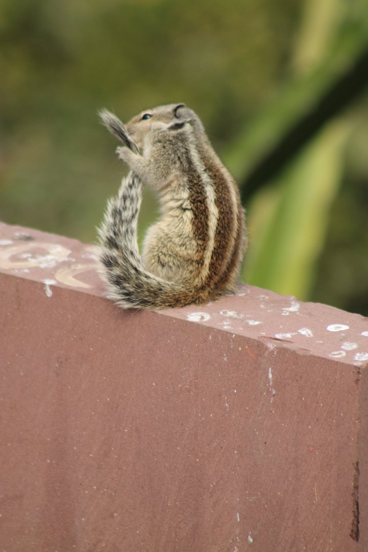 Five-striped Palm Squirrel (Funambulus pennantii)