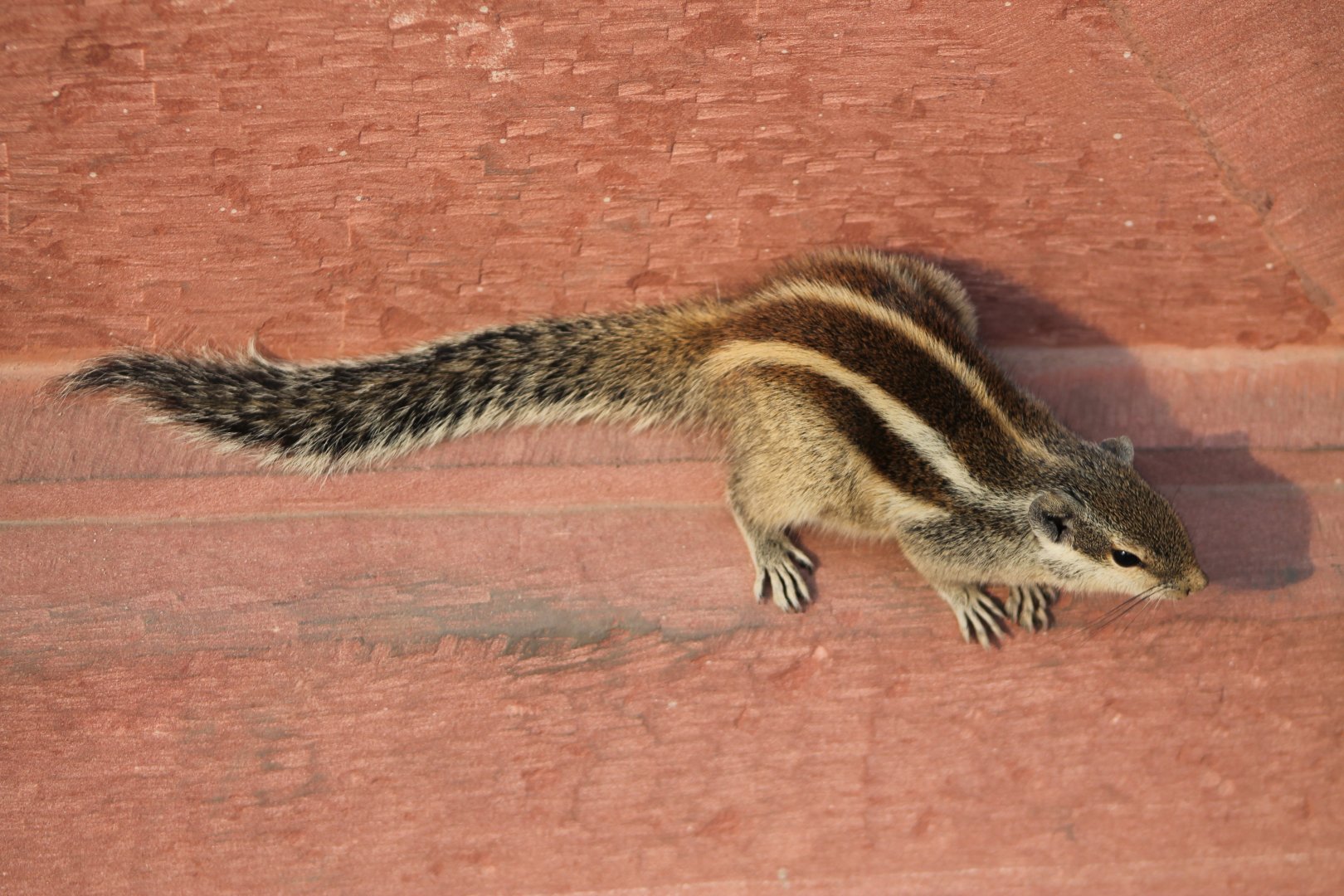 Five-striped Palm Squirrel (Funambulus pennantii)