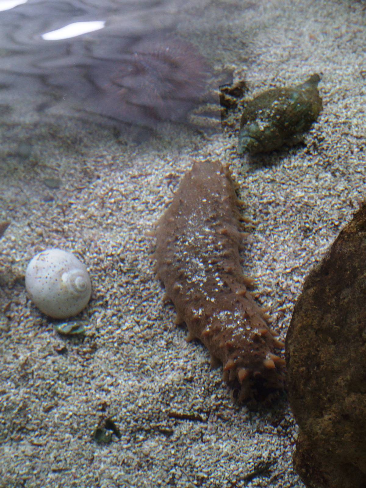 Five-toothed Sea Cucumber at Mote, 07/10/13