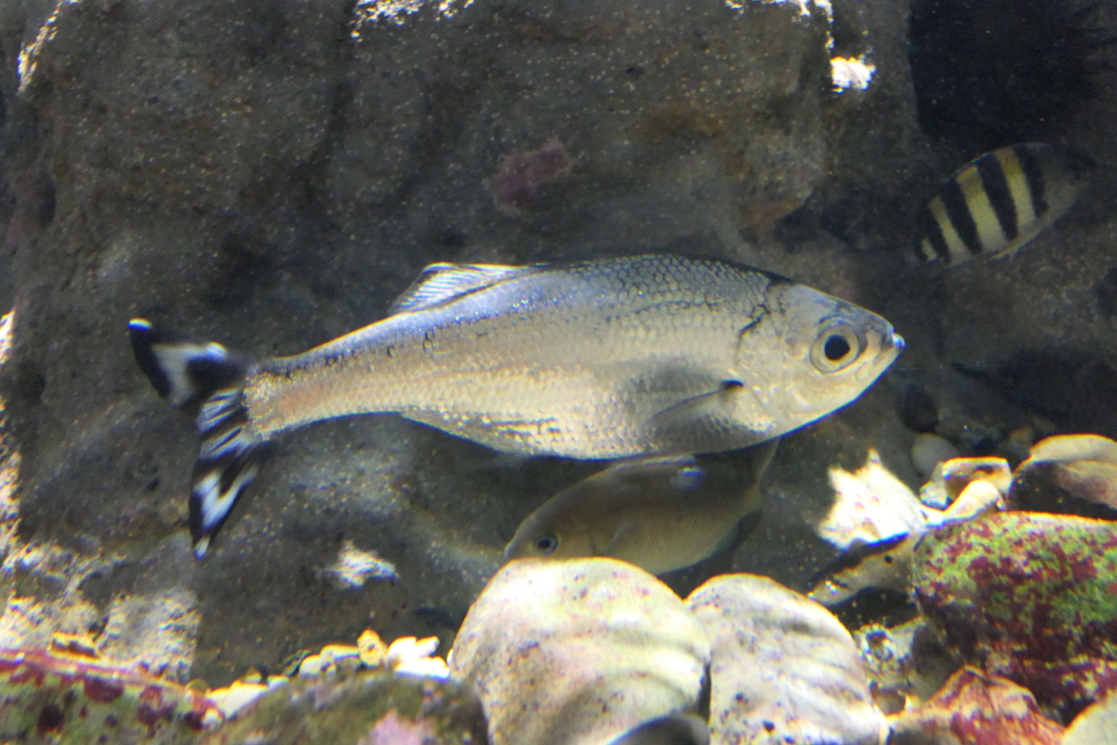 Fivebar Flagtail (Kuhlia mugil)