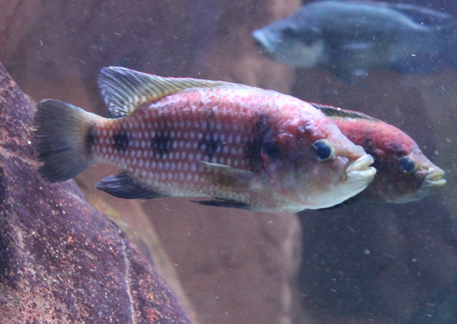 Fivestar general - Hemichromis elongatus