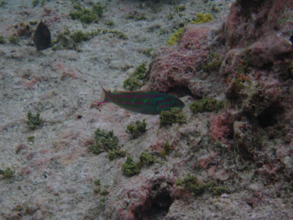 Fivestripe Wrasse - immature