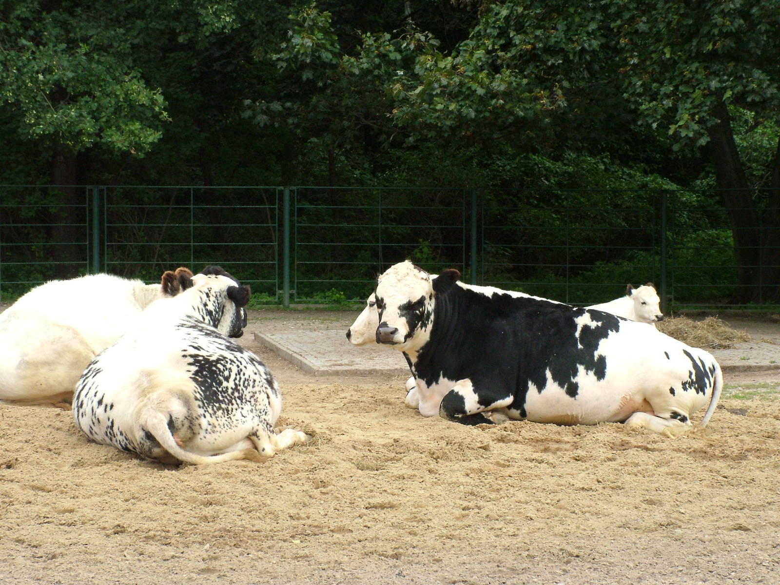 Fjaell Cattle at Tierpark Berlin, 30/08/11