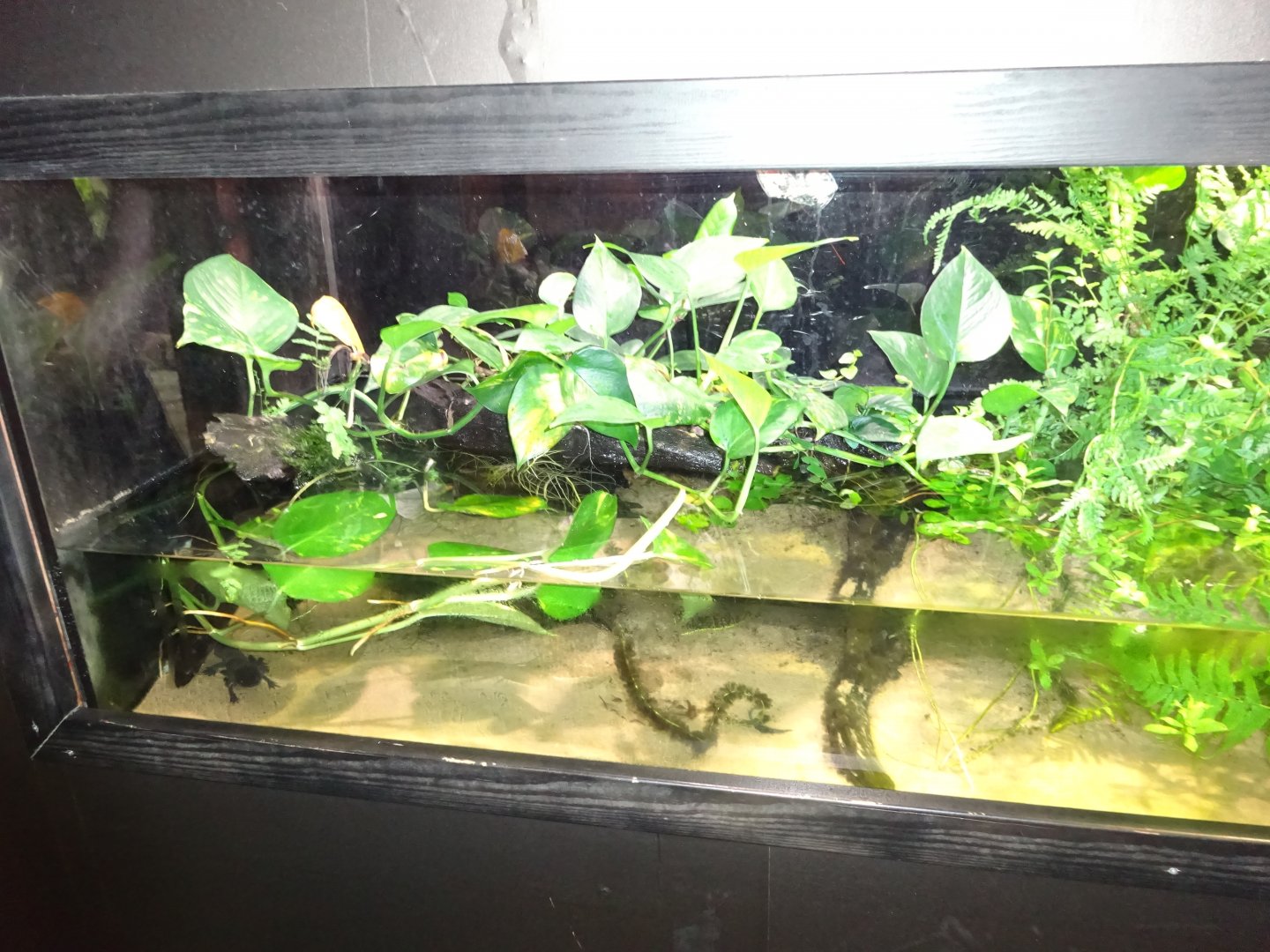 Fjärilshuset - Butterfly house - Axolotl exhibit