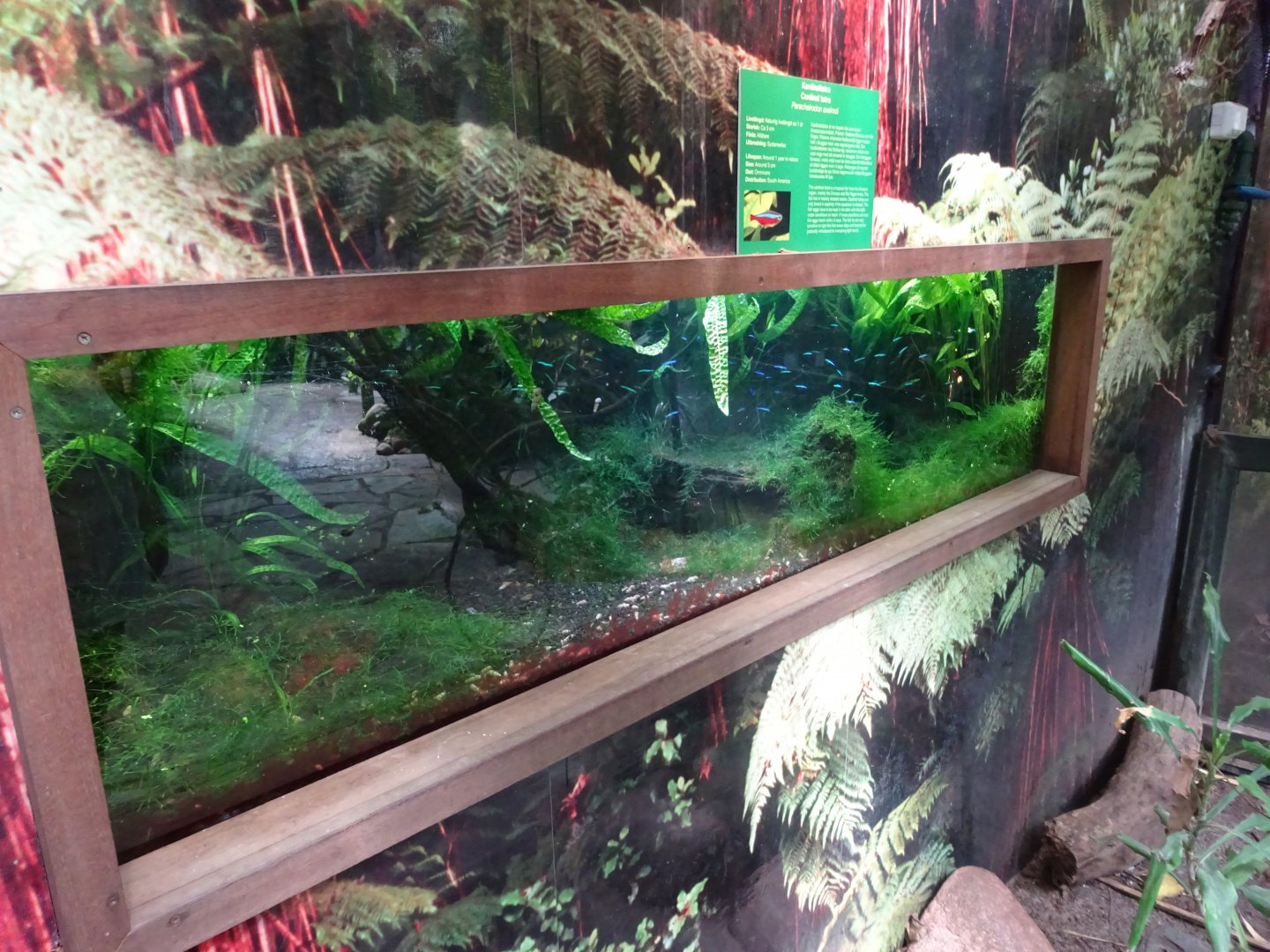 Fjärilshuset - Butterfly house - Cardinal tetra tank