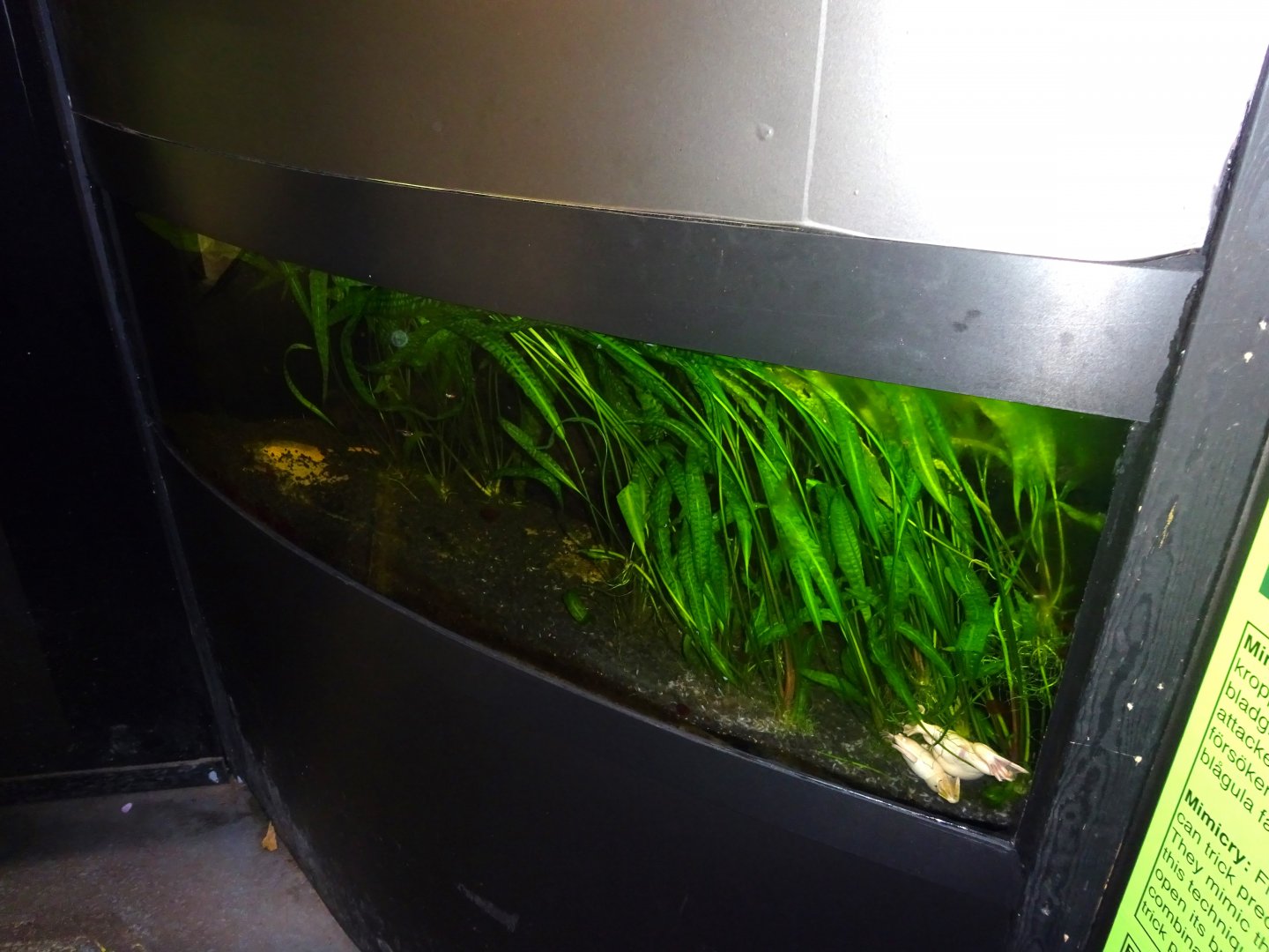 Fjärilshuset - Butterfly house - Clawed frog exhibit