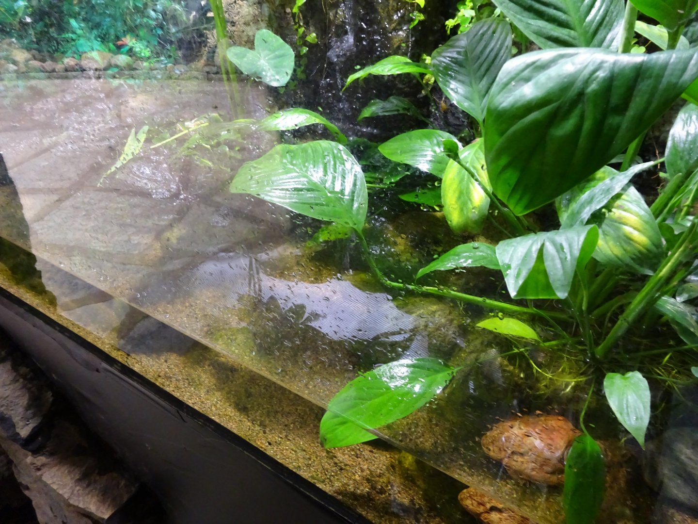 Fjärilshuset - Butterfly house - Fire-bellied toad exhibit