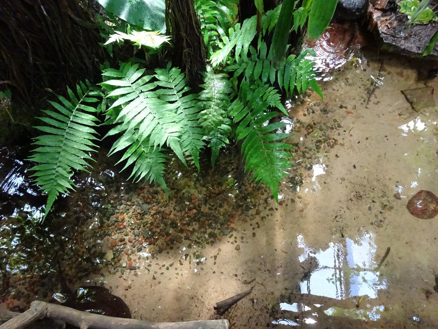 Fjärilshuset - Butterfly house - Fish pond