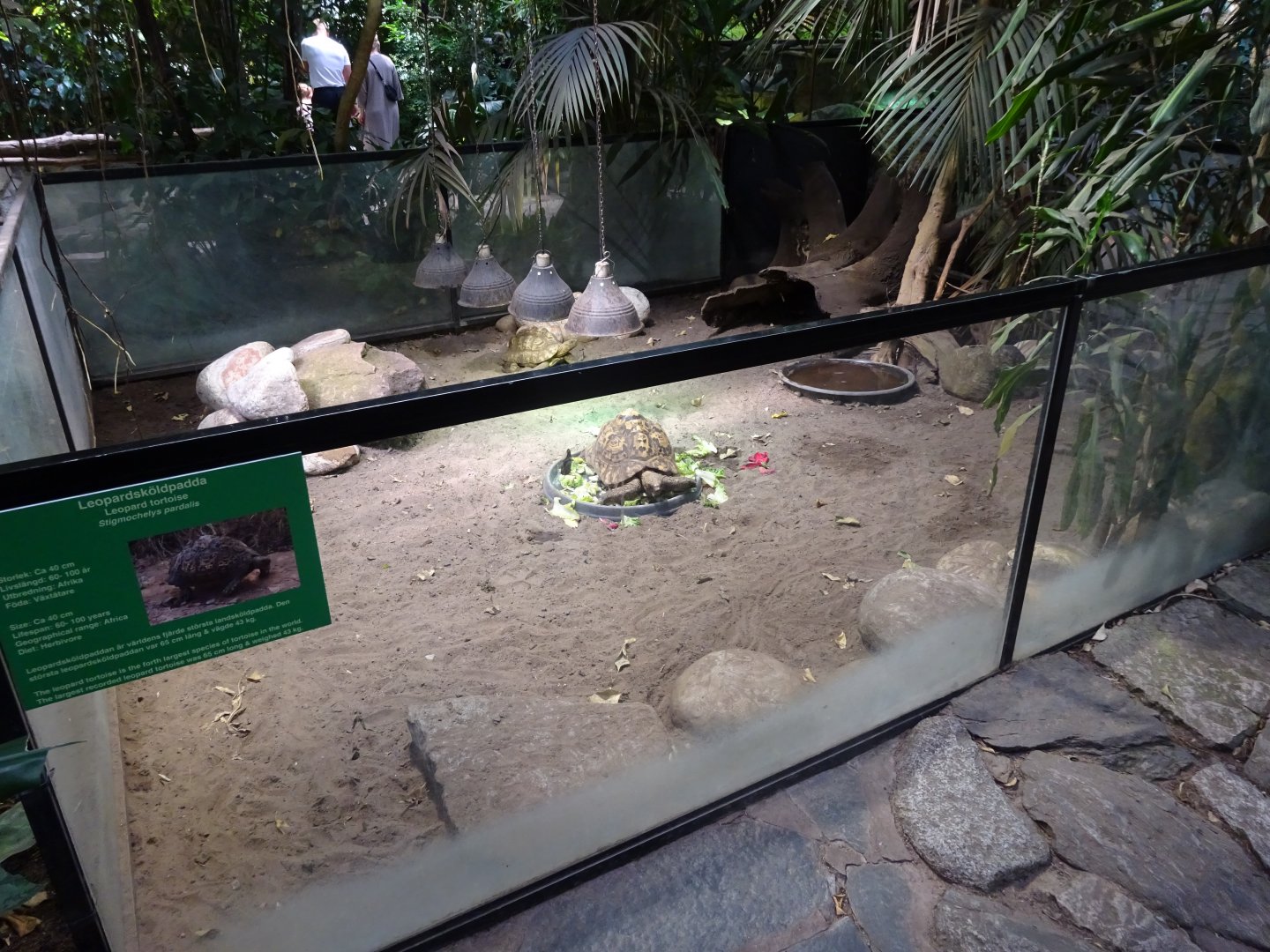 Fjärilshuset - Butterfly house - Leopard tortoise exhibit
