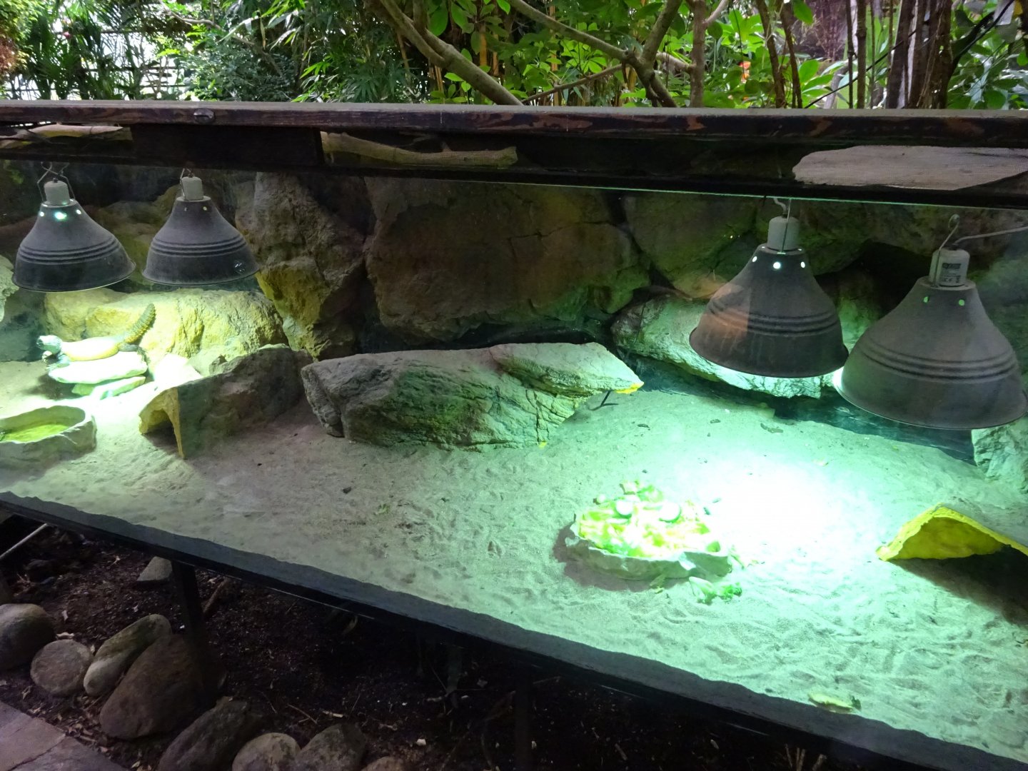 Fjärilshuset - Butterfly house - Mastigure exhibit