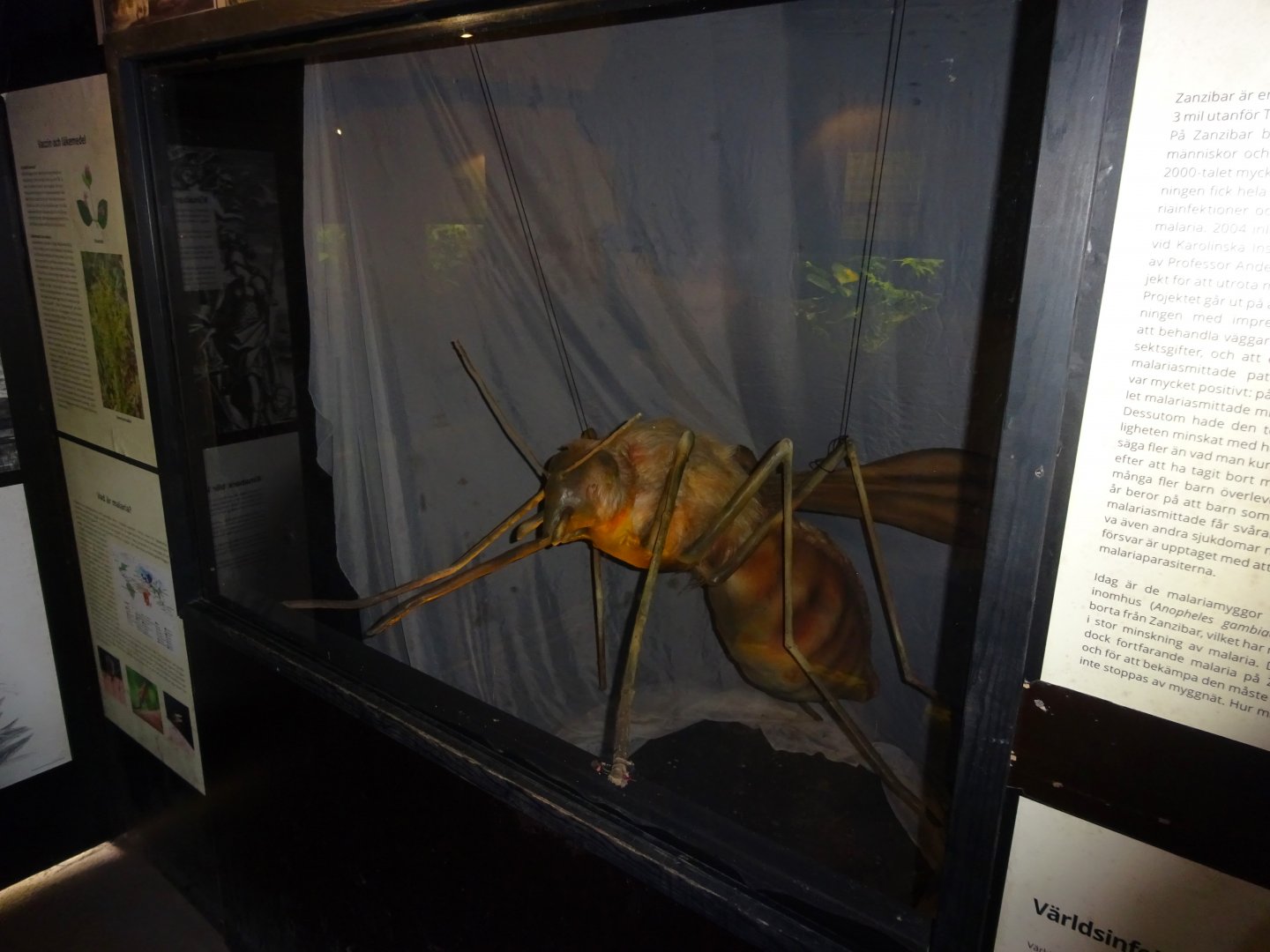 Fjärilshuset - Butterfly house - Mosquito/malaria exhibition