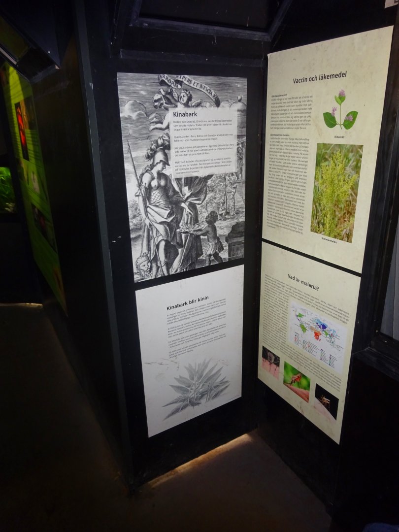 Fjärilshuset - Butterfly house - Mosquito/malaria exhibition