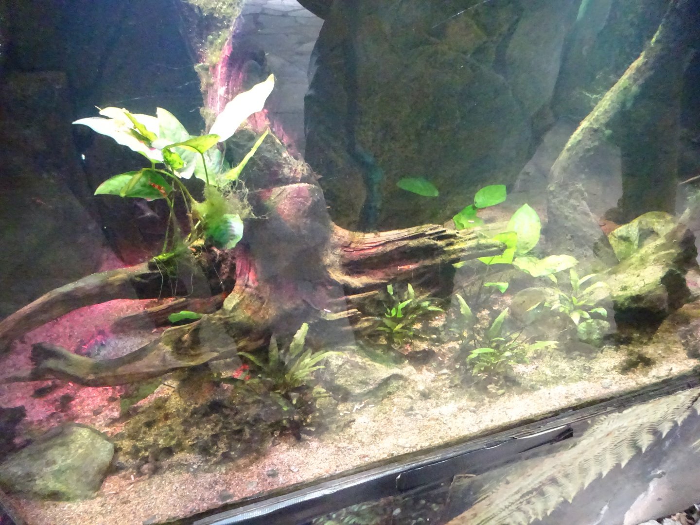 Fjärilshuset - Butterfly house - Newt exhibit