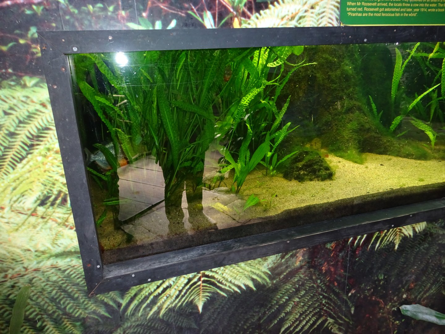 Fjärilshuset - Butterfly house - Piranha tank