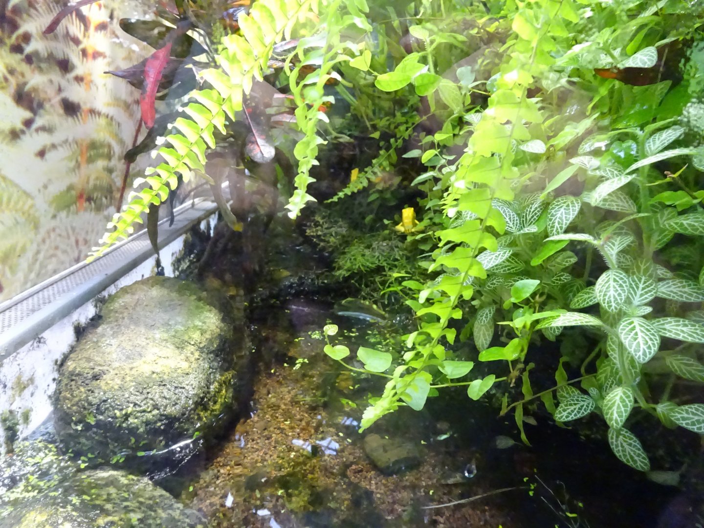 Fjärilshuset - Butterfly house - Poison dart frog exhibit #2