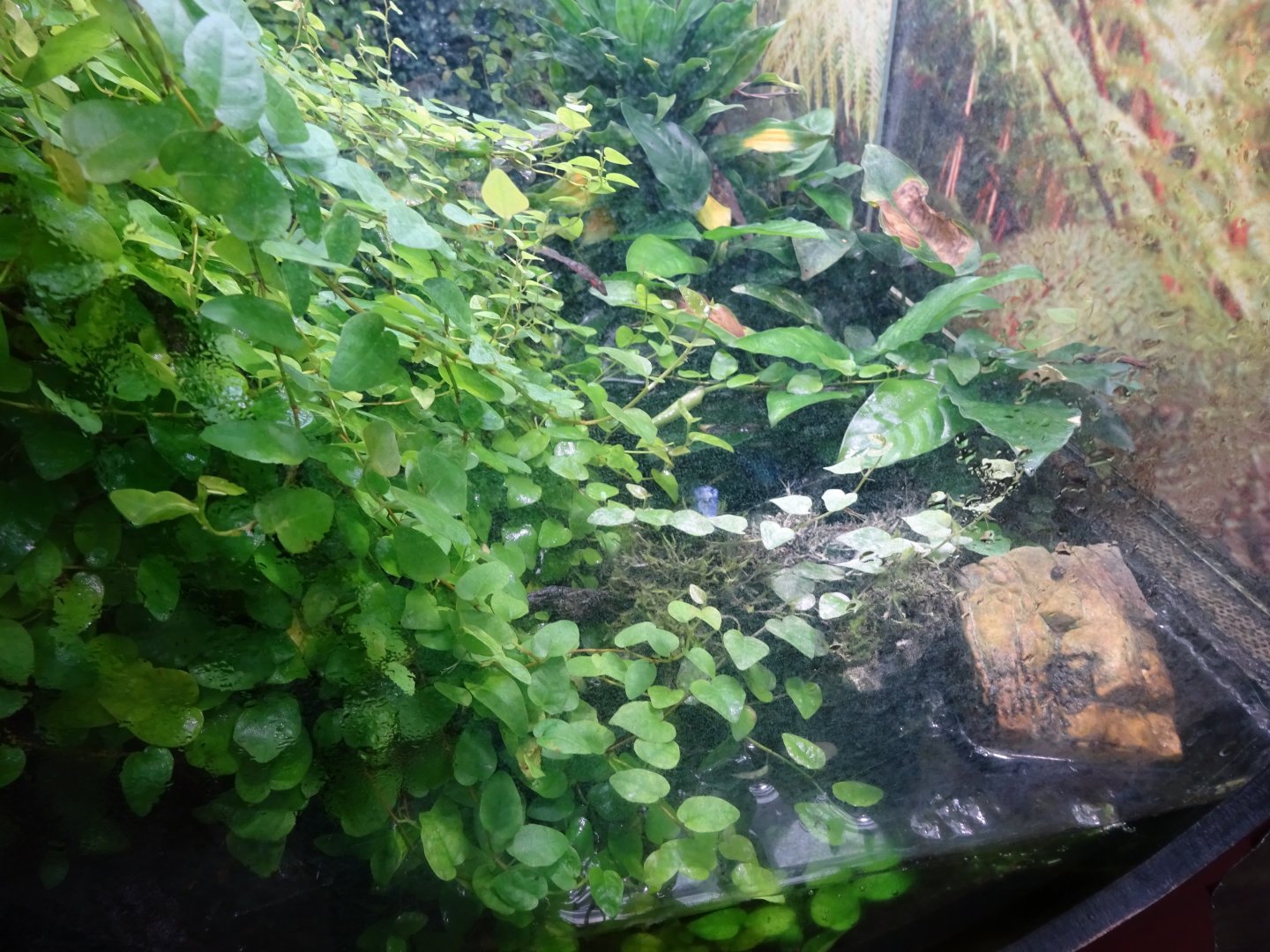 Fjärilshuset - Butterfly house - Poison dart frog exhibit #3