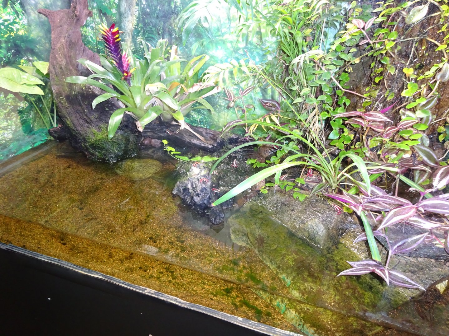 Fjärilshuset - Butterfly house - Poison dart frog exhibit #4
