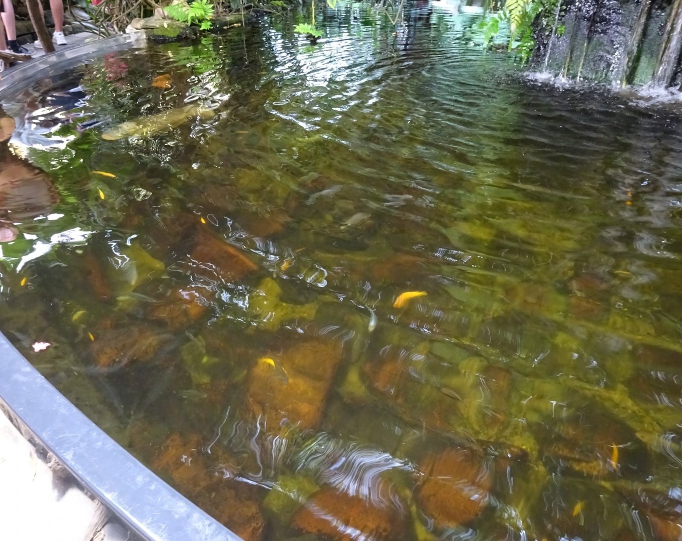 Fjärilshuset - Butterfly house - Pond for large fish