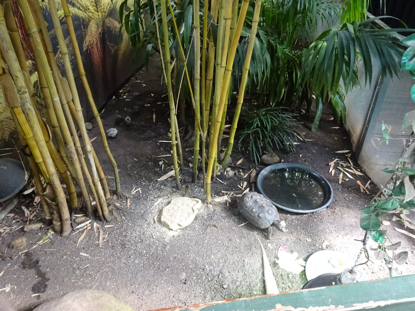 Fjärilshuset - Butterfly house - Red-footed tortoise exhibit