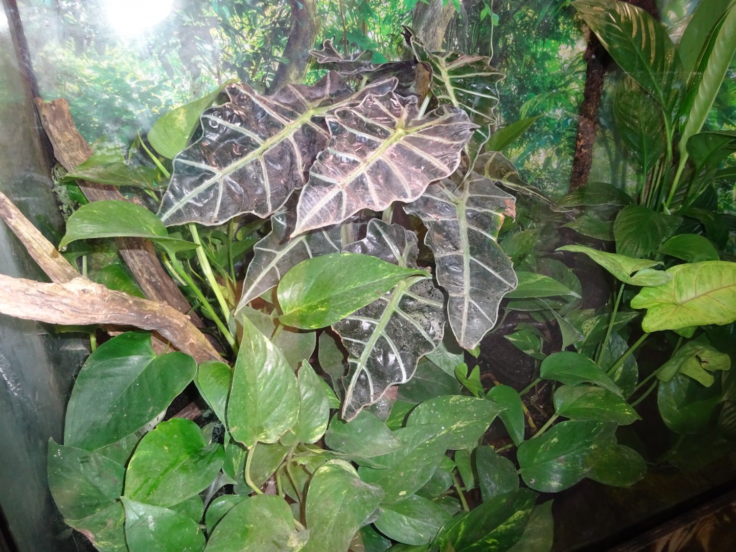 Fjärilshuset - Butterfly house - Tree frog exhibit