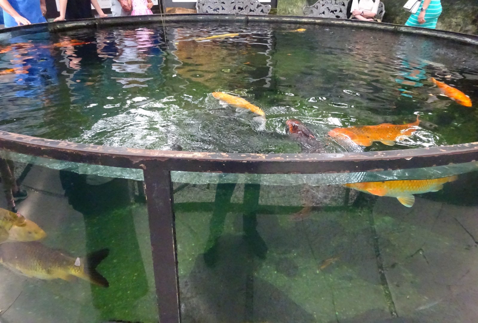 Fjärilshuset - Entrance hall - Koi pool