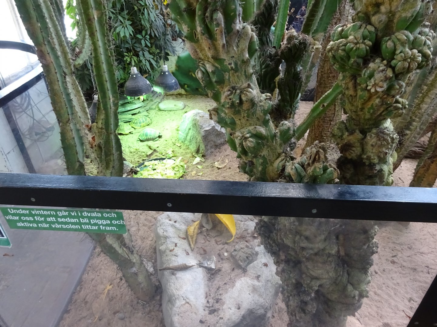 Fjärilshuset - Entrance hall - Tortoise exhibit