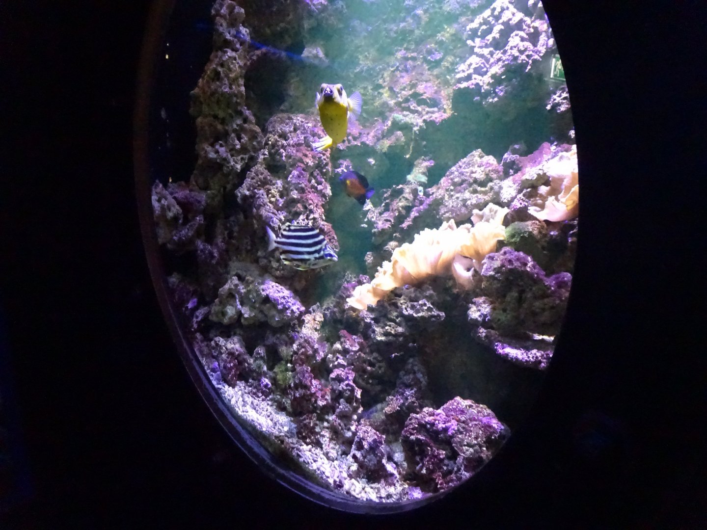 Fjärilshuset - Haga Ocean - Example of reef tank