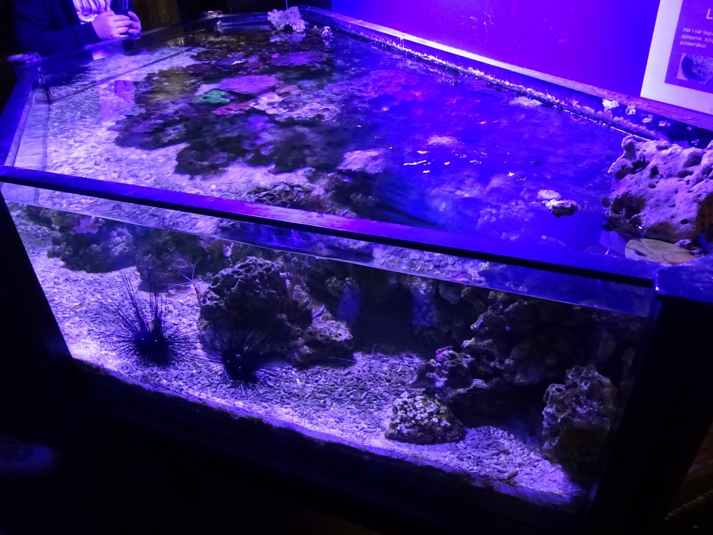 Fjärilshuset - Haga Ocean - Invertebrate tank