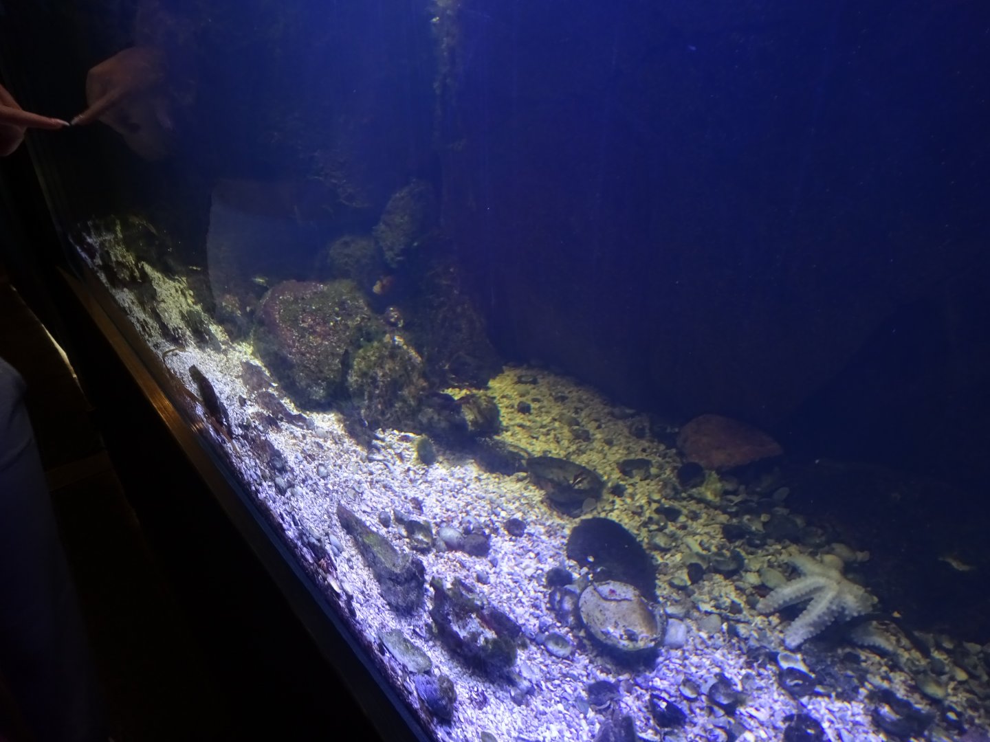Fjärilshuset - Haga Ocean - Temperate saltwater tank