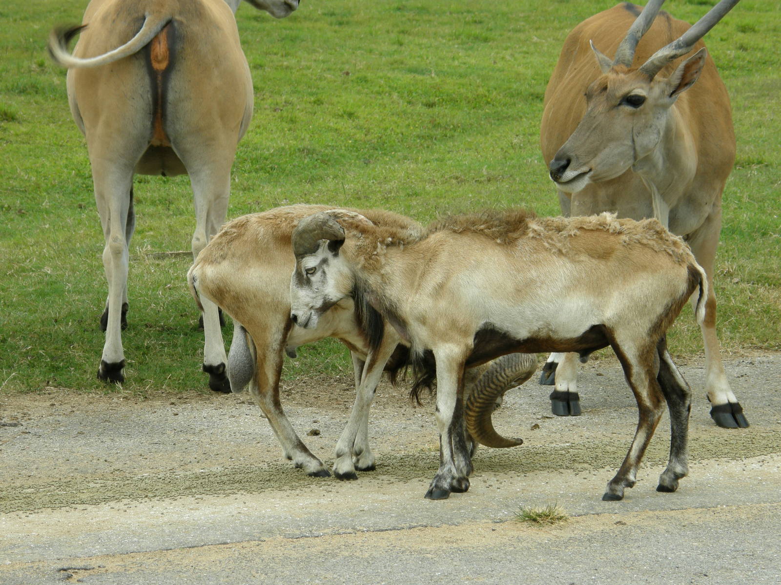 FL_METRO_ZOO_AND_MISC_4_2008_292