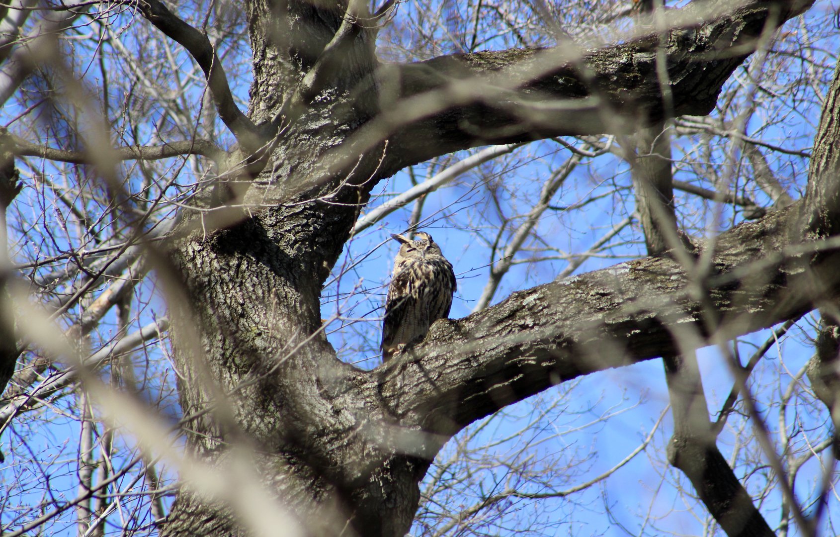Flaco the Loose Eurasian Eagle Owl (Bubo bubo)