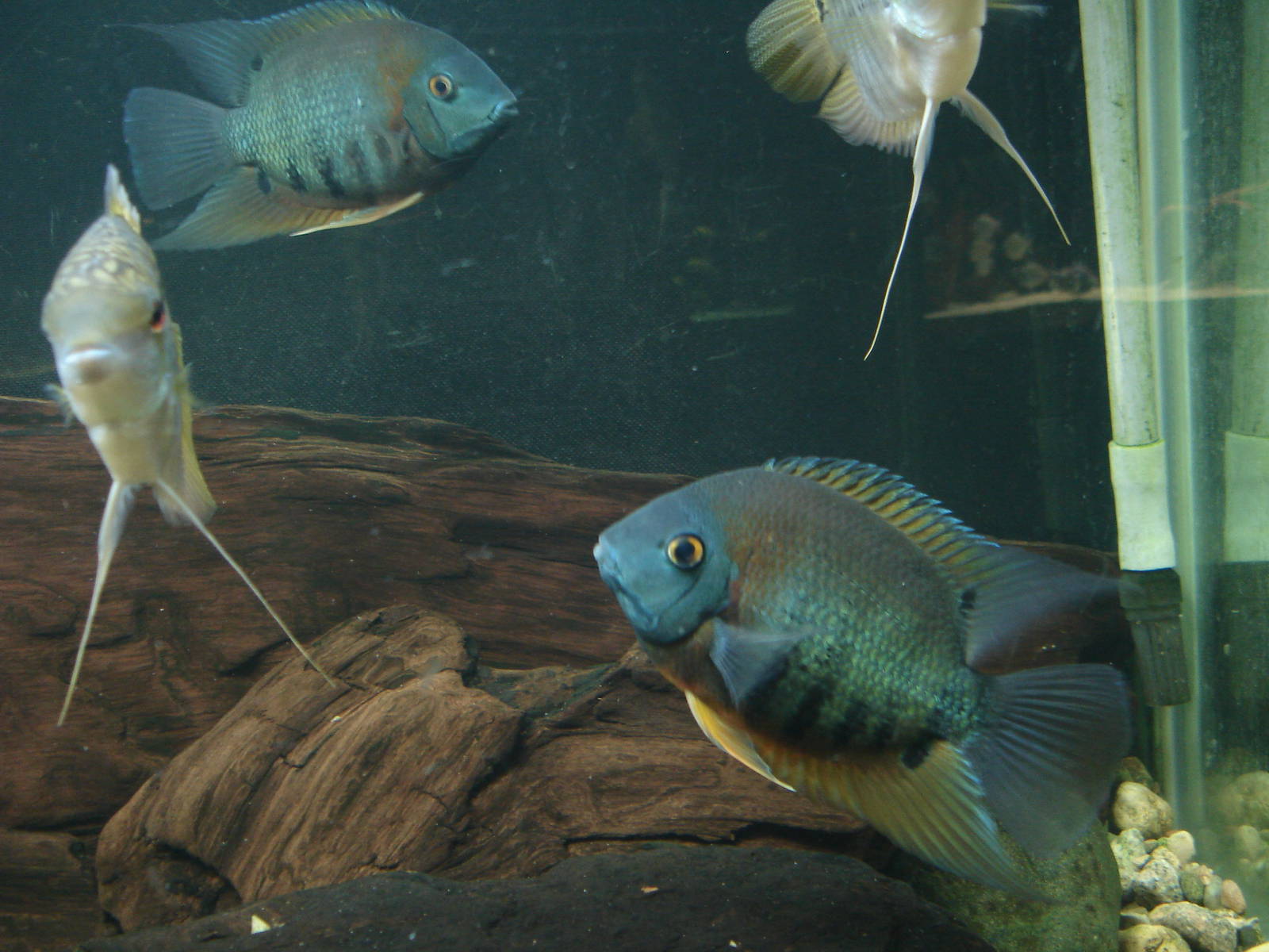 Flag cichlid and Redhead severum(Heros Sp. Rotkeil)