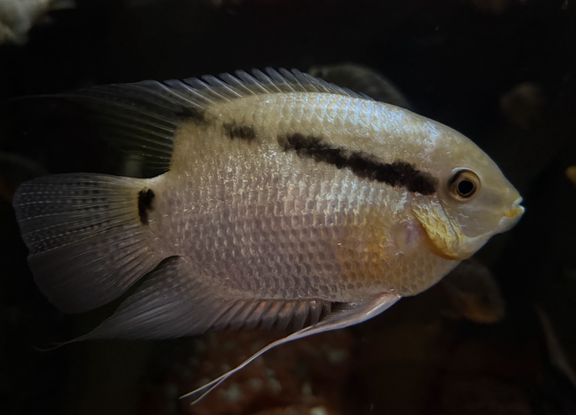 Flag Cichlid (Mesonauta festivus)