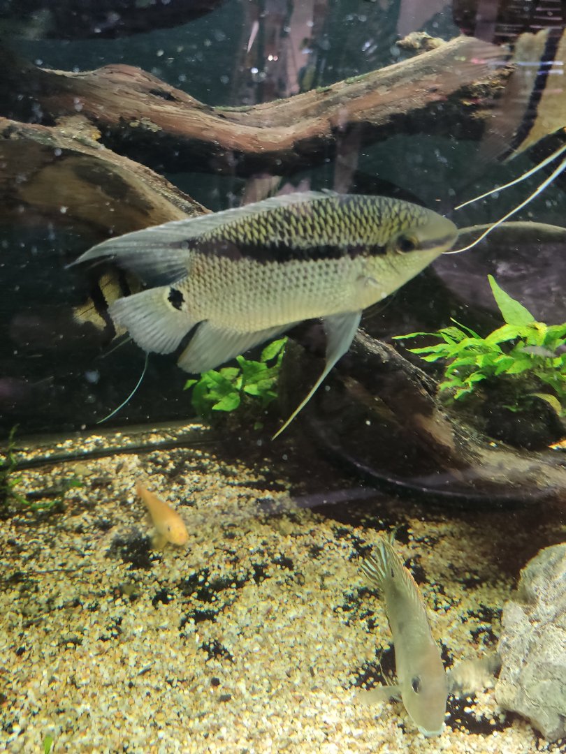 Flag cichlid