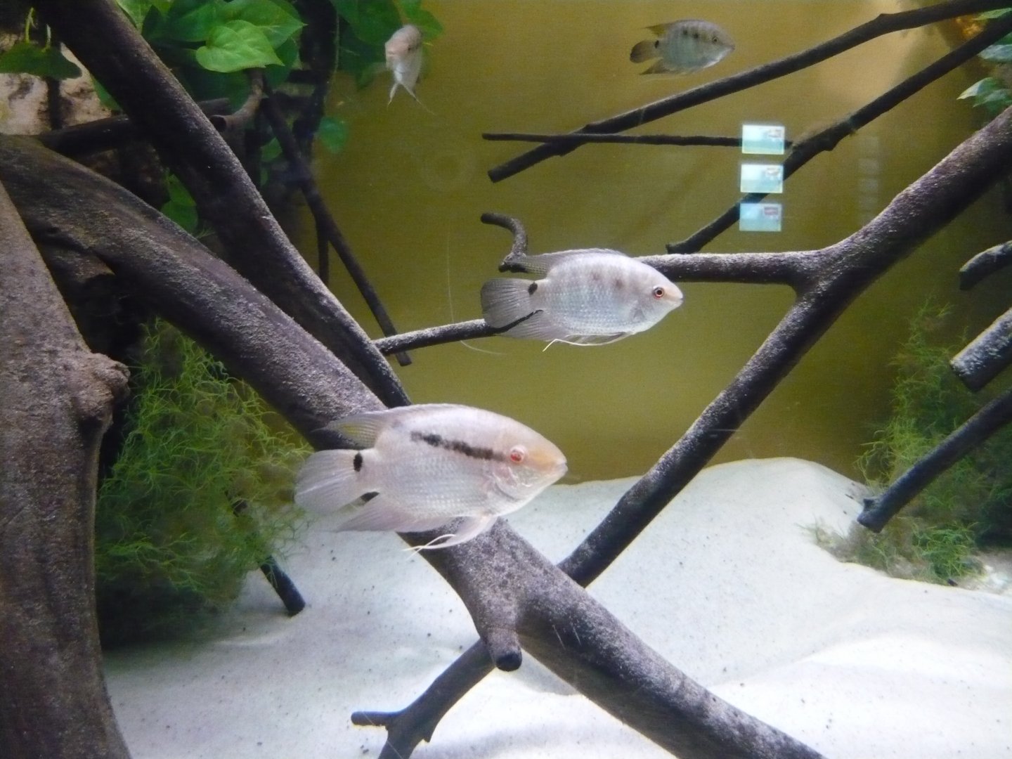 Flag cichlids