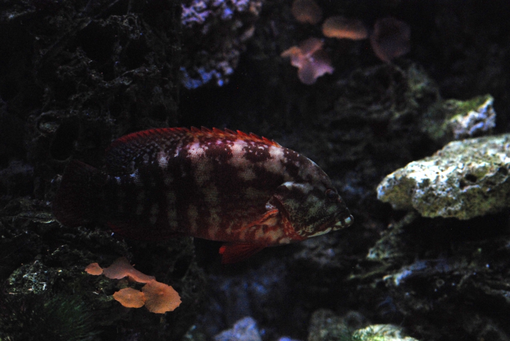 Flag Grouper at Chester, 27/07/14