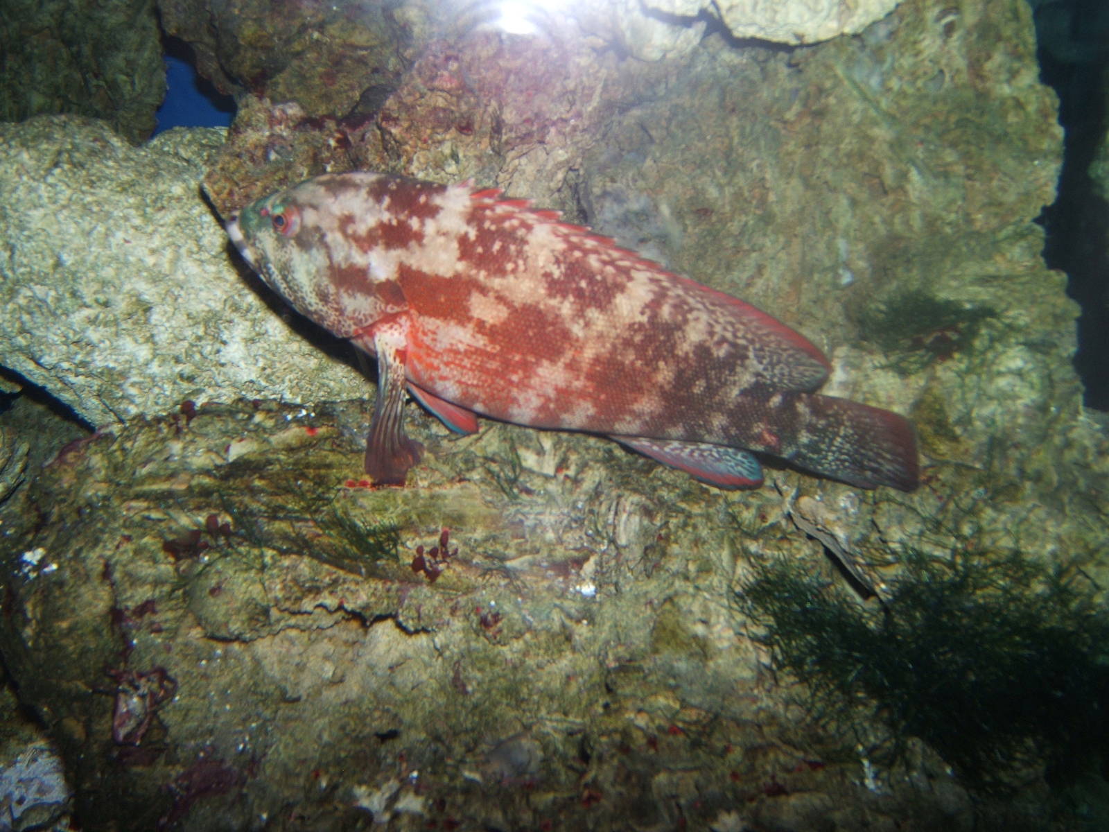 Flag-tailed Grouper