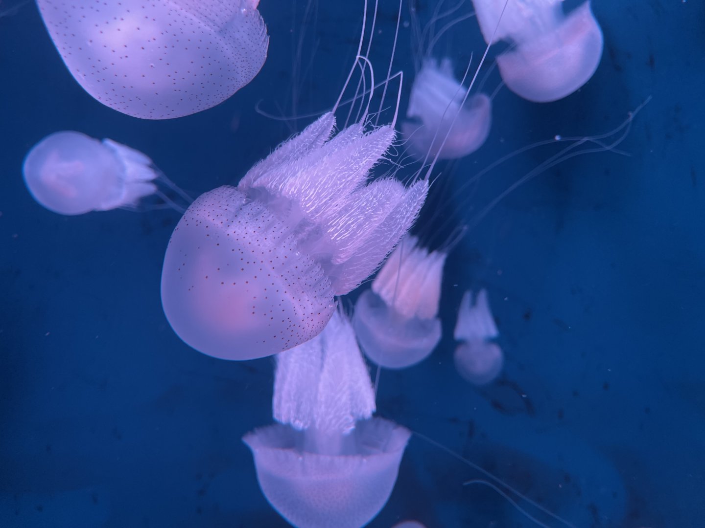 flagellate jellyfish (acromitus flagellatus) (1)