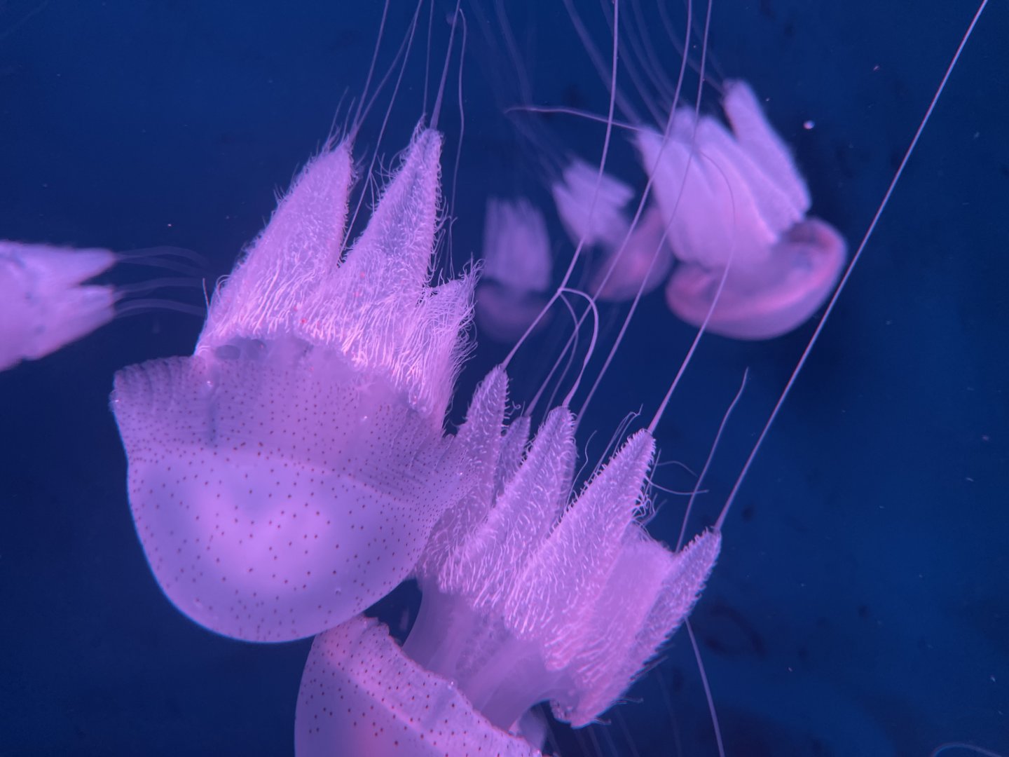 flagellate jellyfish (acromitus flagellatus) (2)