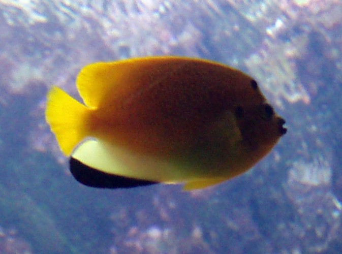 Flagfin Angelfish (Apolemichthys trimaculatus)
