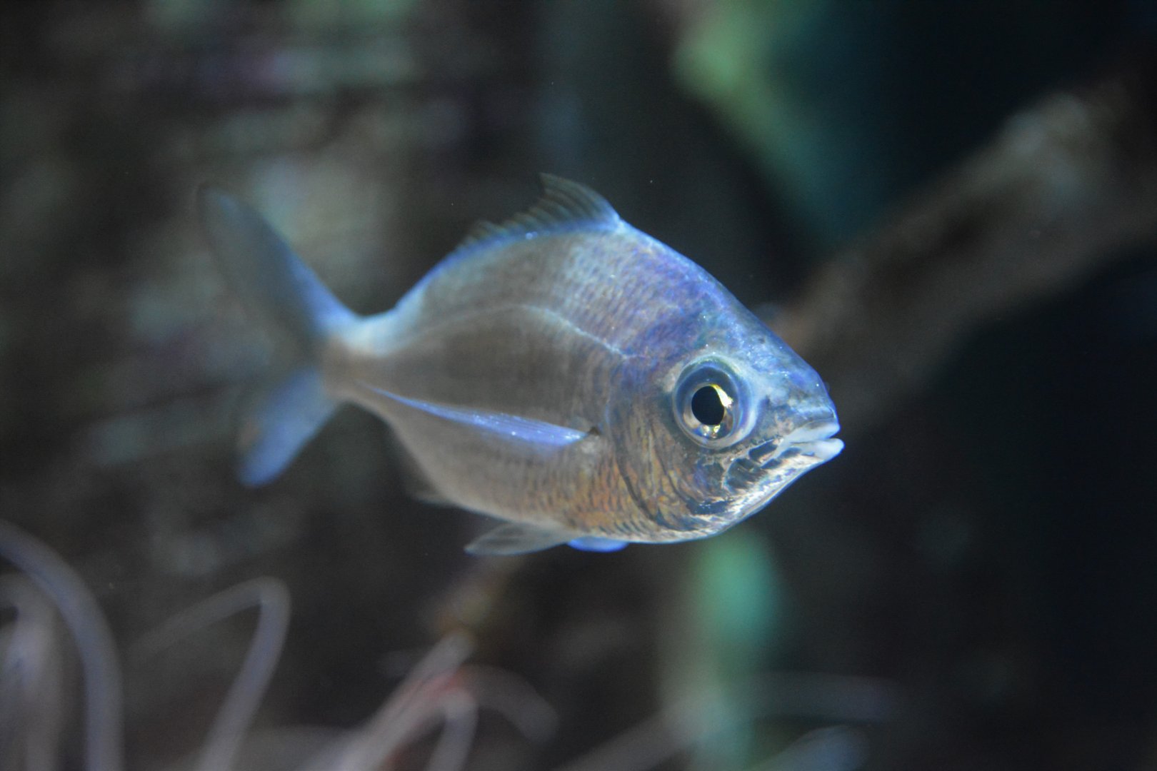 Flagfin mojarra (Eucinostomus melanopterus)