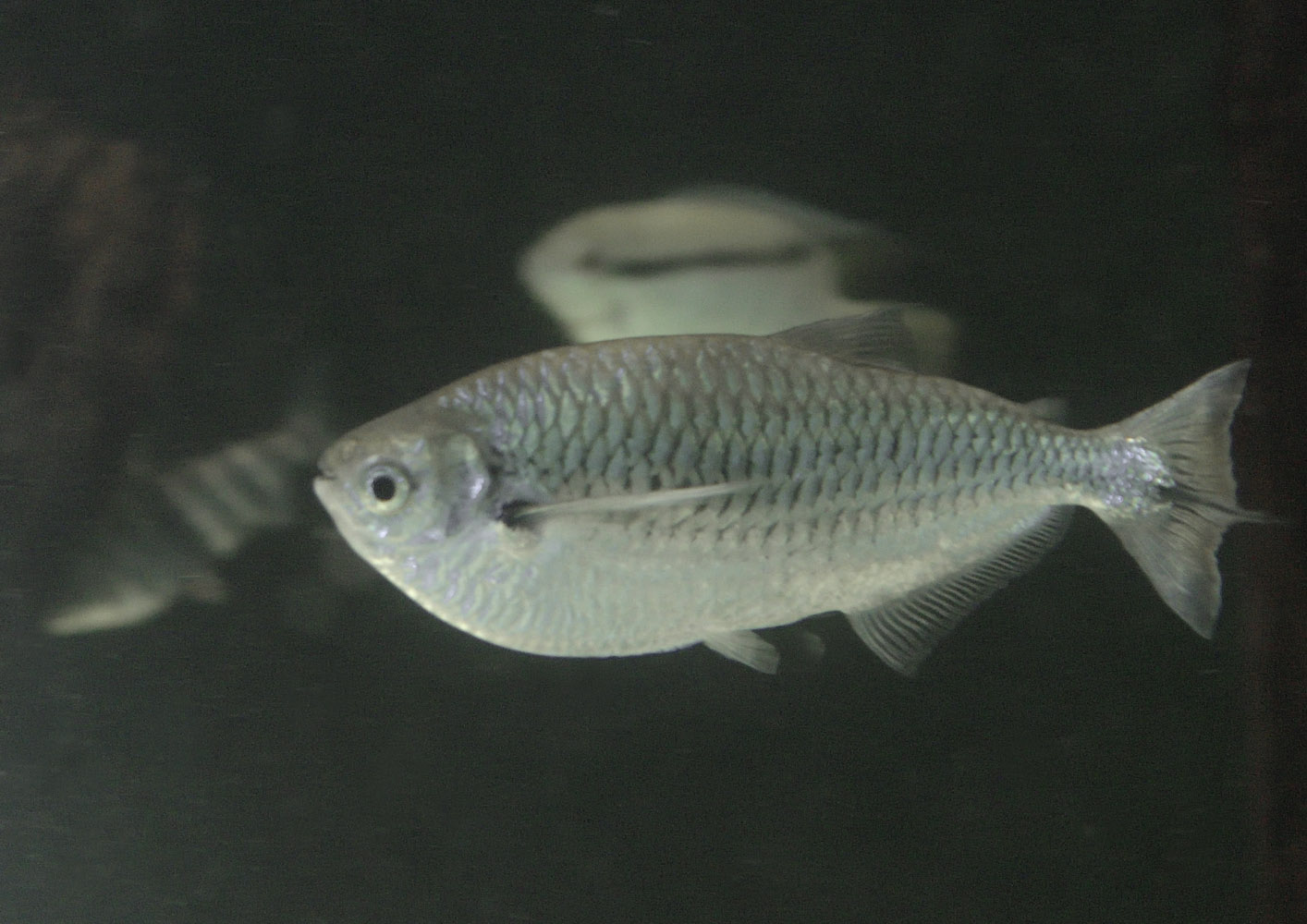Flagtail butterfly tetra