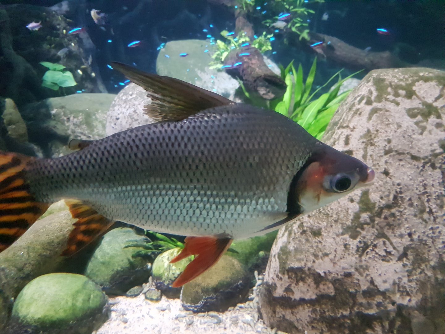 Flagtail Characin (Semaprochilodus insignis)