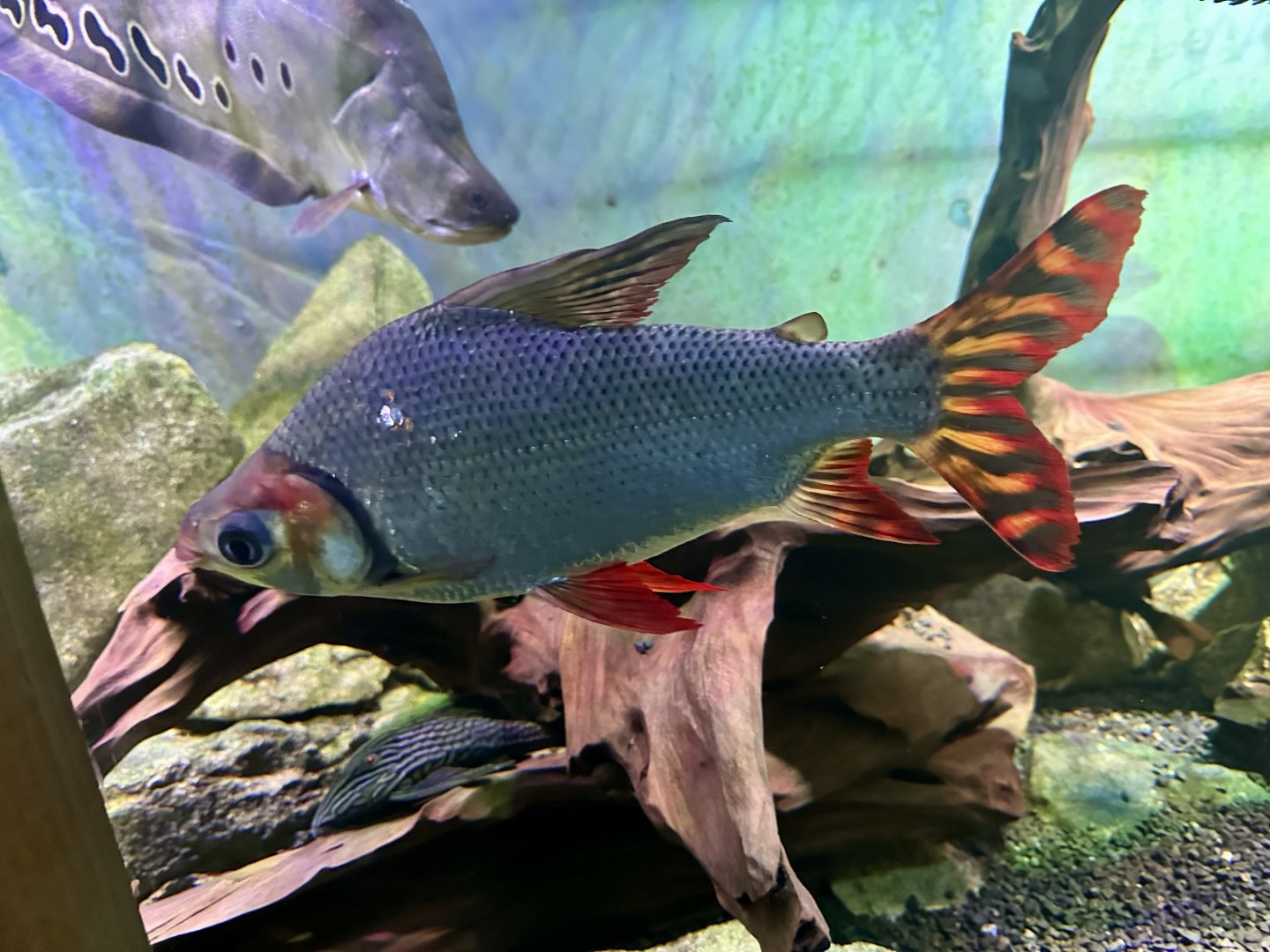 Flagtail characin (Semaprochilodus theraponura)